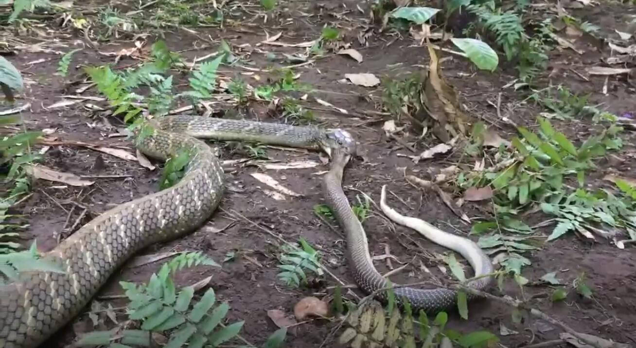 这种蛇就是眼镜王蛇,眼镜王蛇个头更大,毒性更加猛烈,最喜欢的就是吃