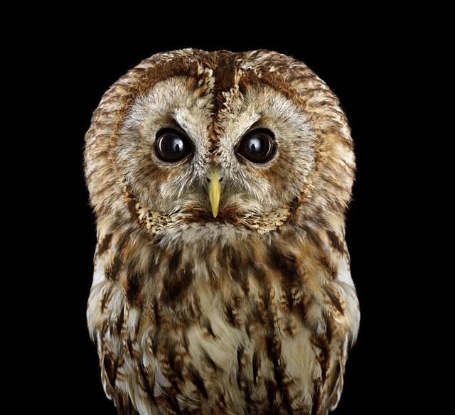 猫头鹰你见过吗一起来看看摄影师镜头下这群可爱的精灵