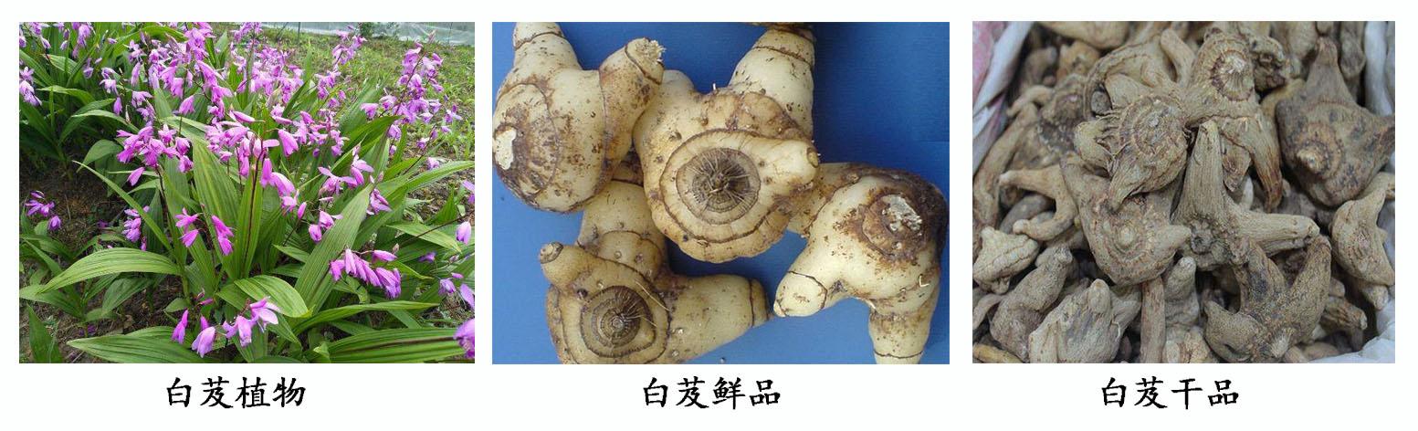 「白芨」最实用的白芨食疗及保健方法,你一定用得着