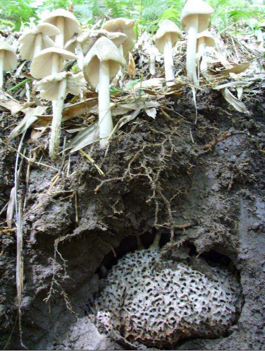 这种和白蚁为伍的菌,种类很多,却是珍贵的食用野生菌