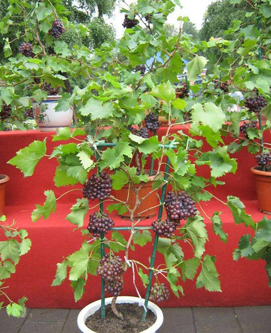 盆栽葡萄架如何搭建