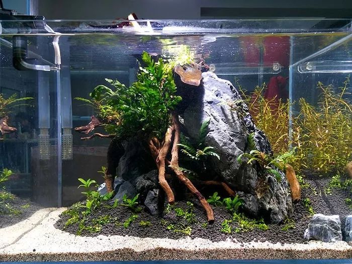 南美网友的办公室45小缸:《根》