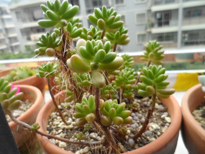 丑萌丑萌那些徒长的多肉看起来好搞笑小伙伴知道怎么拯救吗