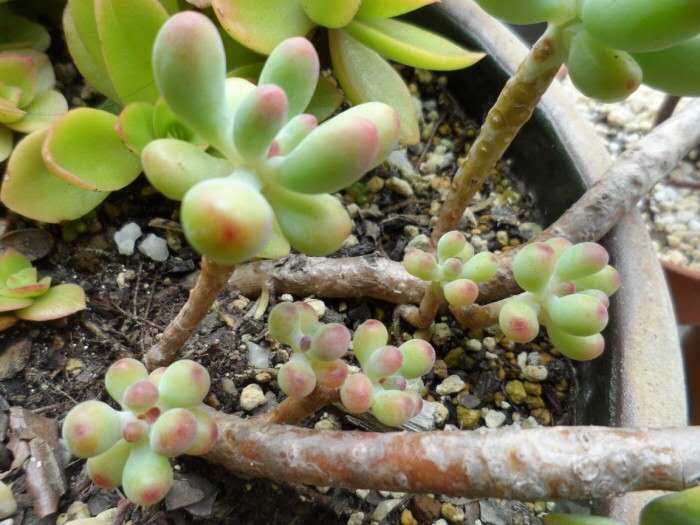 丑萌丑萌那些徒长的多肉看起来好搞笑小伙伴知道怎么拯救吗