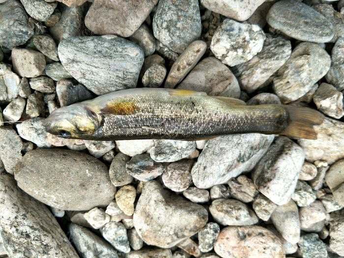 冰钓不起眼的小鱼东北人叫它奶包子