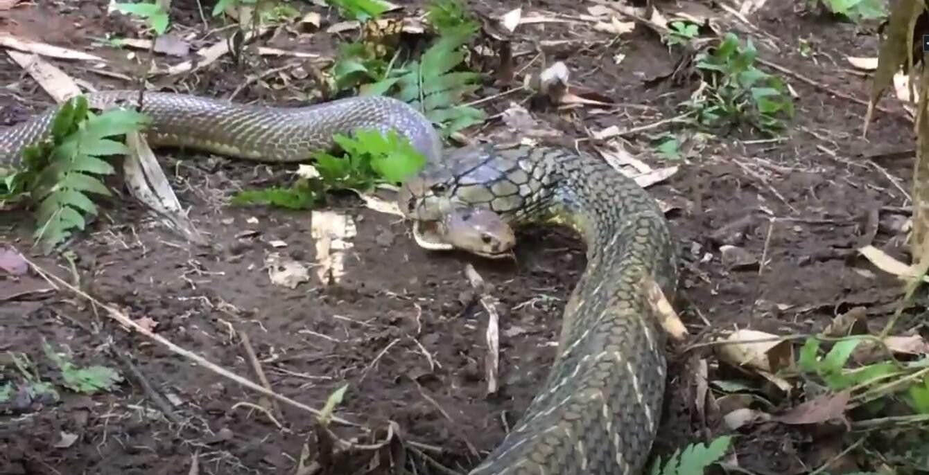 两毒相遇必有一伤眼镜王蛇大战眼镜蛇强中自有强中手