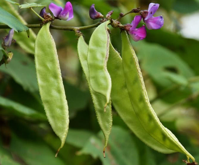 梅豆怎么吃才美味?农村大妈教你制作方法,保证简单又美味!