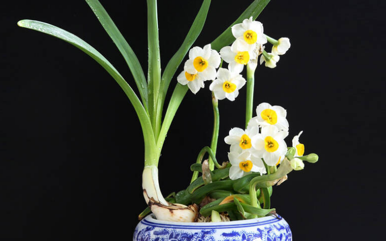 水仙花种球如何进行选择,且其开的花有毒吗|水仙花|种球|有毒_新浪新闻