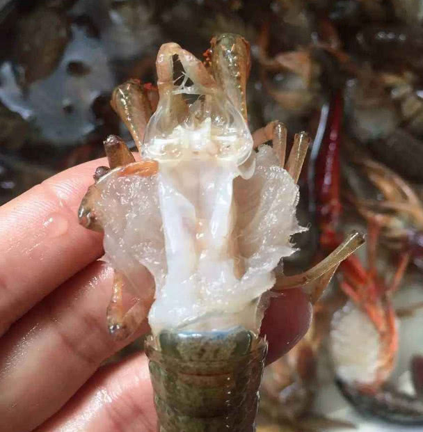 做虾时别只挑虾线老厨师没清理3个部位腥味重还带沙