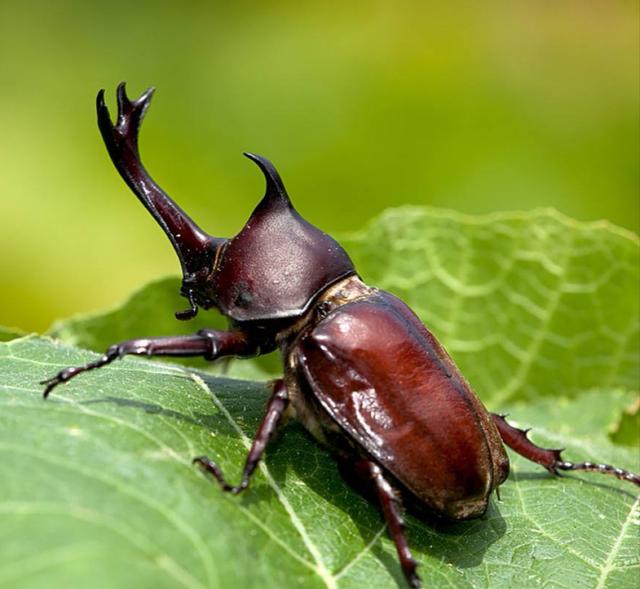 昆虫速度力量都很强,若和哺乳动物一样大能完爆它们?毫无可能