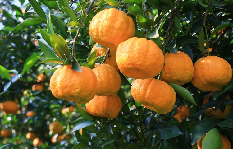 摄影师牛华拍摄农村新貌,黄澄澄的狮头柑挂满枝头【原创摄影】