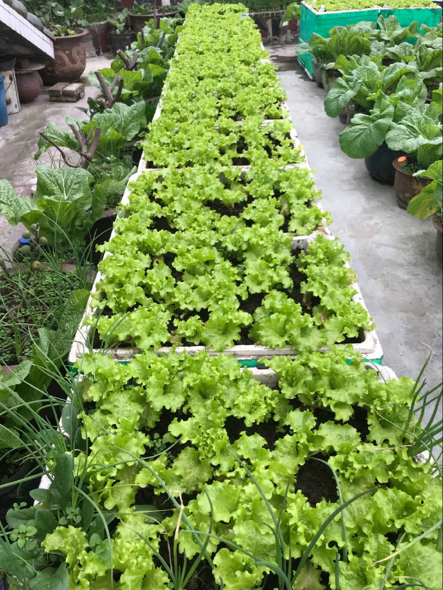 家庭种菜就种这5种,简单好养,一盆能吃好多次,漂亮又实用!