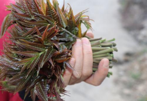 香椿芽,核桃叶,傻傻的你分得清楚吗?吃野菜养生,但不要吃错了
