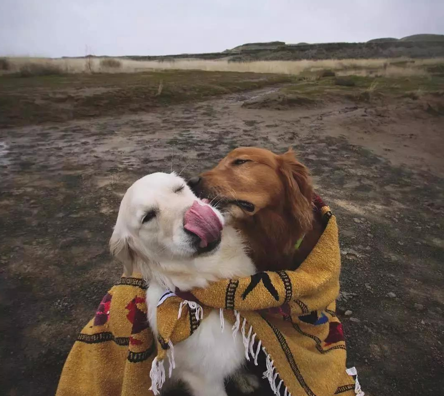 两只大金毛的"旅行"合照,真让人羡慕,带着狗子一起去旅行吧!