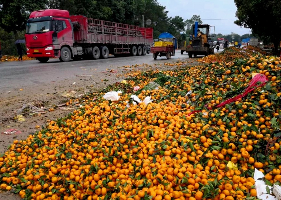 实拍桂林国道发生的一幕,10万吨水果遭遇滞销,果农欲哭无泪
