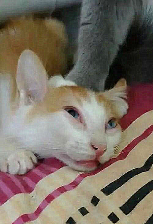 蓝白欺负小橘猫,一脚摁住它的脑袋,橘猫的表情把主人笑得嘴抽筋