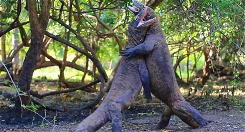 两只巨蜥为夺地盘大打出手,宛如哥斯拉一般,场面异常激烈!