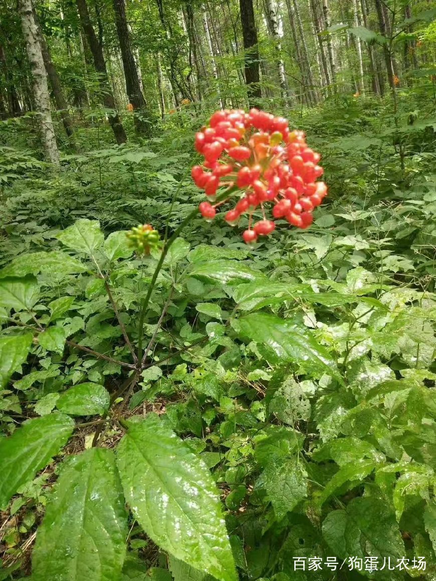 守护者还是掠食者?你所不知道的长白山大蛇护野山参之谜!
