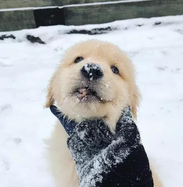 金毛小时候世界第一可爱哎呀我要化了狂吸