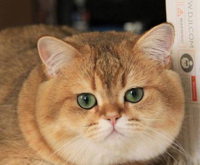 喵星人:冬天到了,是时候给铲屎官准备毛衣毛裤了!