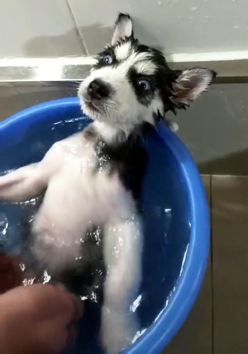 主人给哈士奇洗澡,狗露出的表情网友笑喷,汪:你准备葱姜蒜干嘛