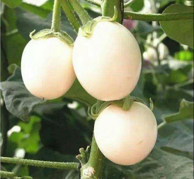 鸡蛋茄,是一种观赏茄,大小,颜色都和鸡蛋相似,但不是真的鸡蛋