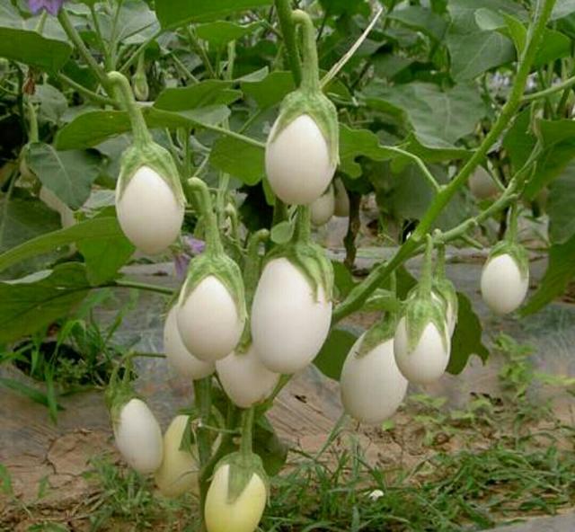 鸡蛋茄,是一种观赏茄,大小,颜色都和鸡蛋相似,但不是真的鸡蛋