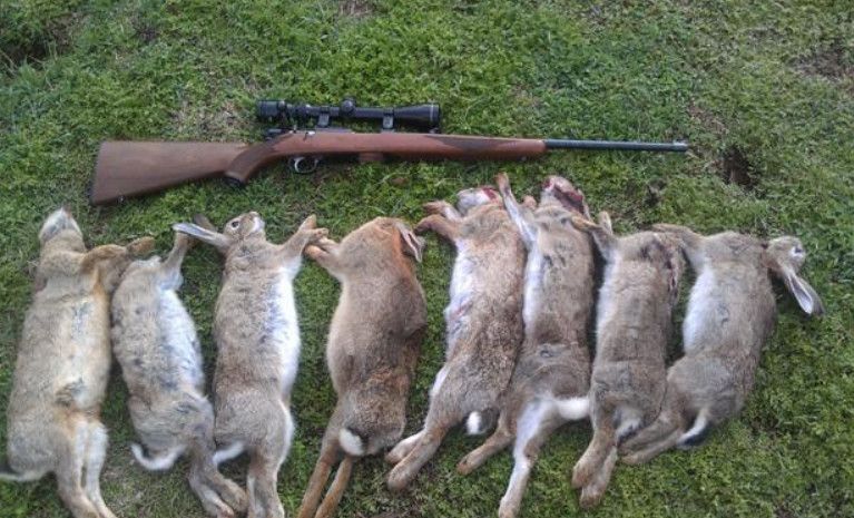 澳洲举行狩猎比赛,对象居然是兔子,处理方式有点令人可惜!