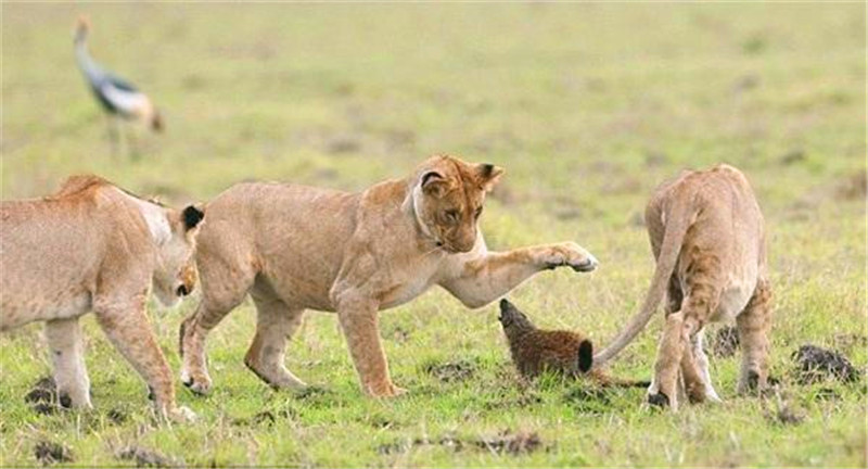 狮子被这小玩意儿耍的团团转,最后人家玩够了,狮子只能干瞪眼!
