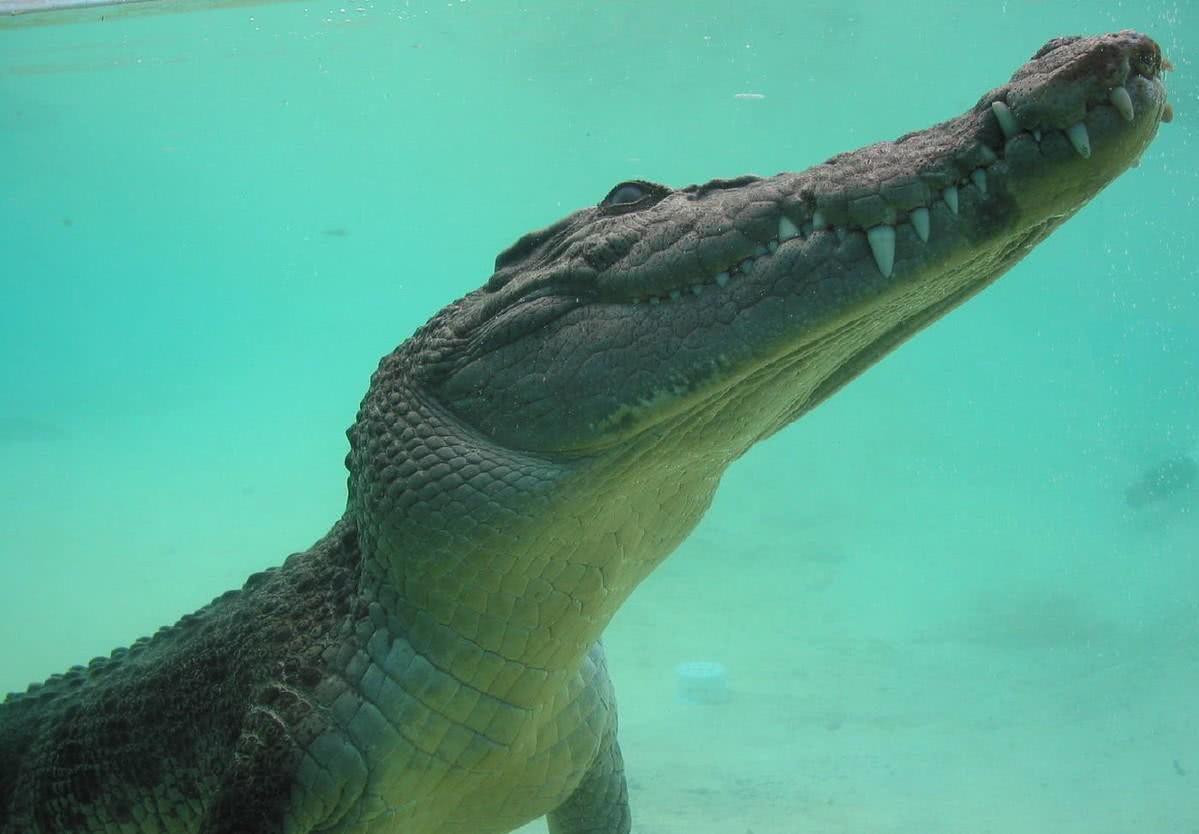 湾鳄是体型最大的鳄鱼,也是世界上最大的爬行动物,在二战末期的兰里岛
