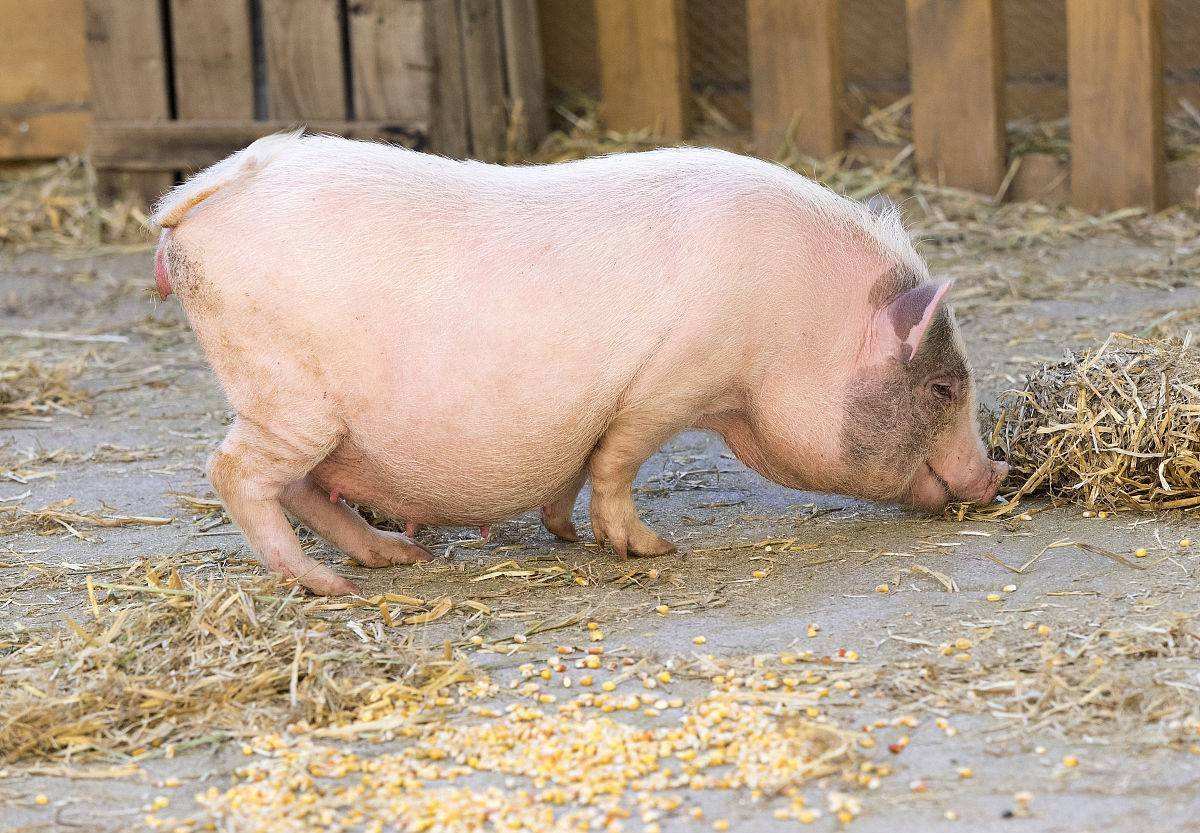 农村的老母猪为什么会被人专门回收它们的用途是什么