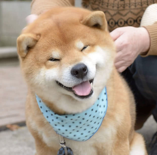 它就是能帮你纾解烦恼的治愈系狗狗,最后一张的表情害我笑出声