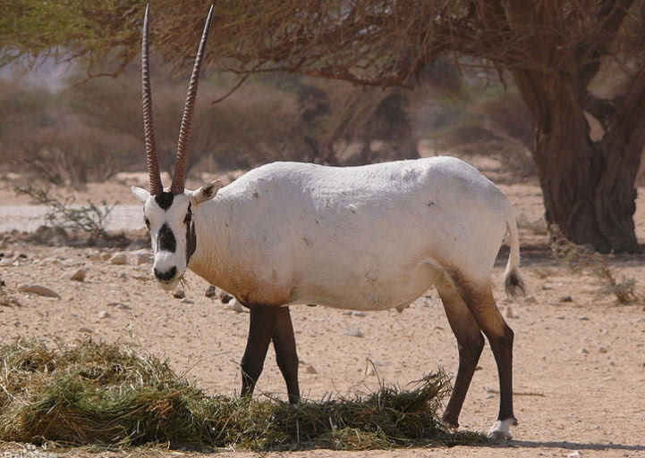 6种濒临灭绝的物种,第4种是我国特有物种,绝迹超过50年