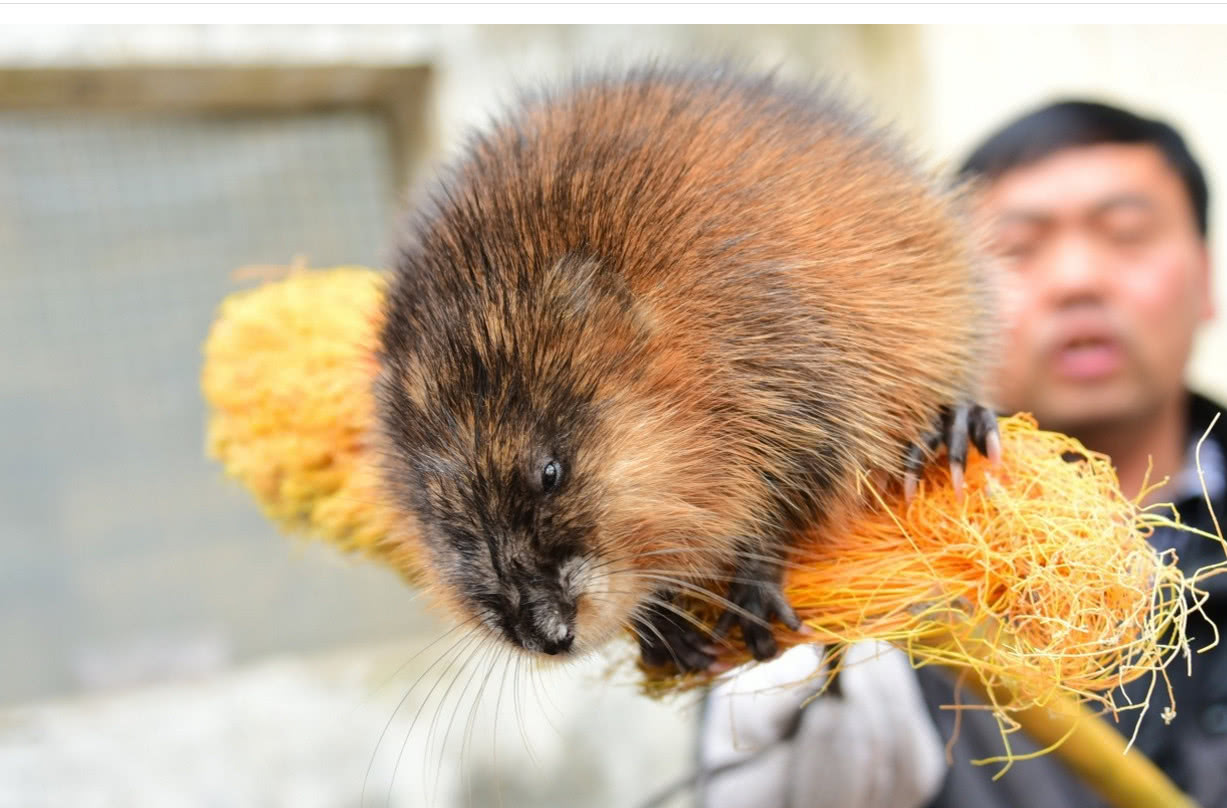 农民家中现大老鼠,正常老鼠四倍大,专家:打死要出大事