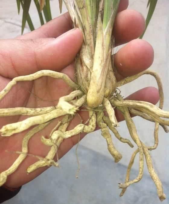 兰花空根别直接剪掉把外面的枯皮捋一捋浇点水兰花挤满盆