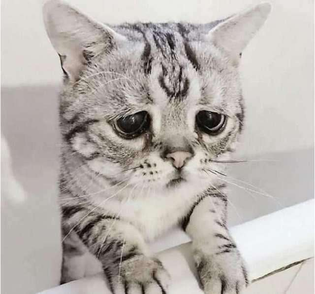 网红猫咪,因为一副愁容面孔走红网络,网友:组团去偷猫咪