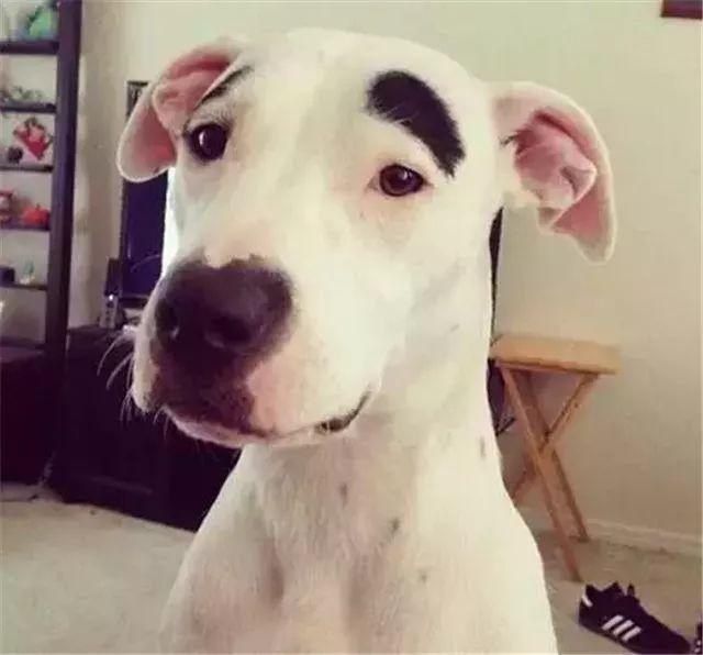 大晚上基本属于恐怖片了,这乍眼一看还以为这狗没长脑袋呢!