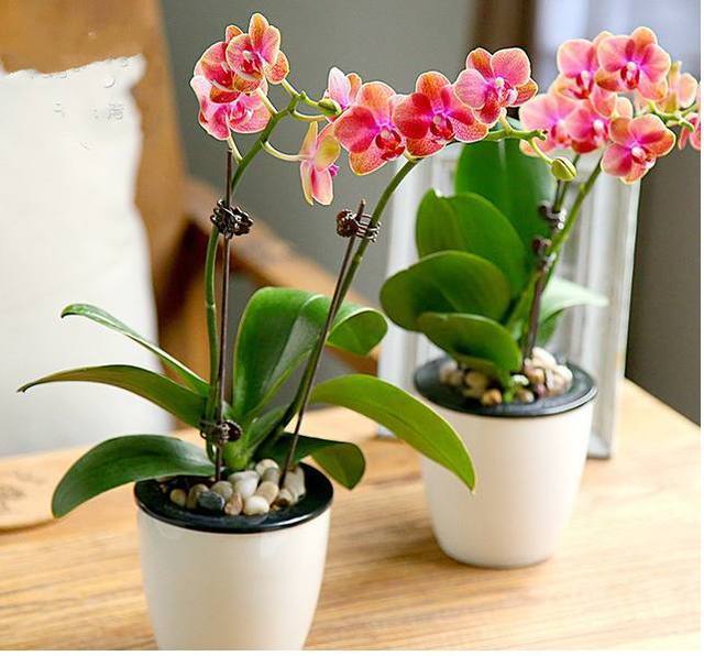 冬天养花管好双手,这几种常见花卉,就算冬天不浇水也照样死不了