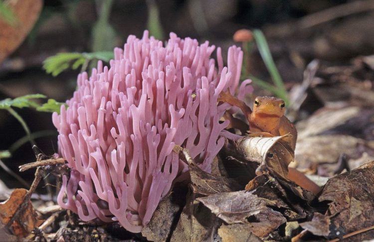 它外表是呈现出粉红色色泽,不管是煮还是炒都非常鲜香,许多人吃了也是