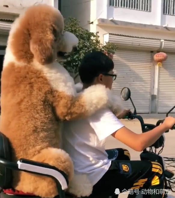 主人骑车带着巨型泰迪兜风狗狗很开心主人却很小心