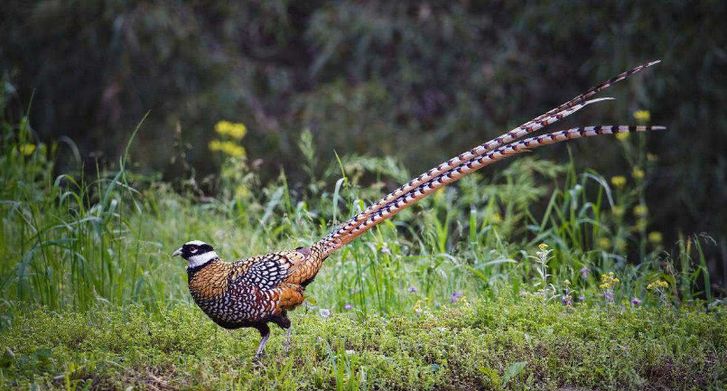 野鸡其实胆子很小,不能受到任何惊吓,那么野鸡晚上睡哪?