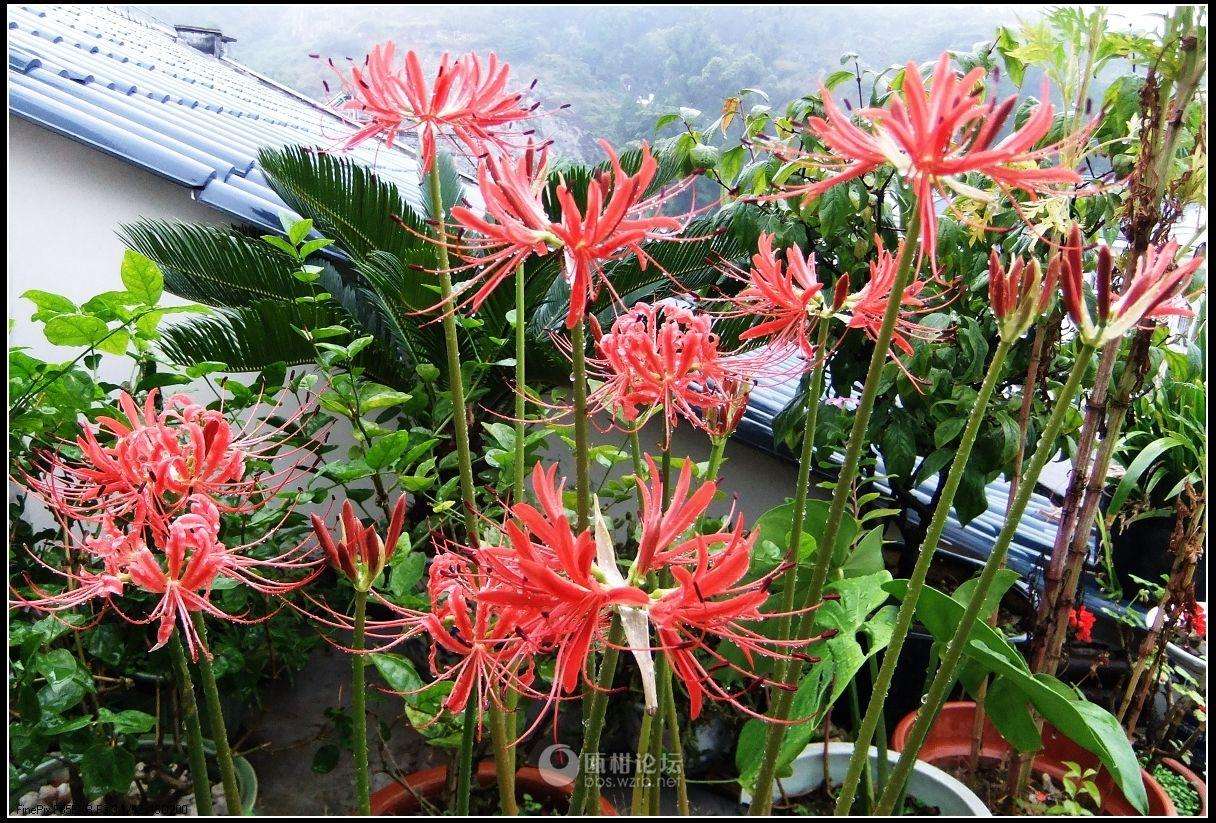 这两种花卉属于阴生花在没有光地方长得越疯狂