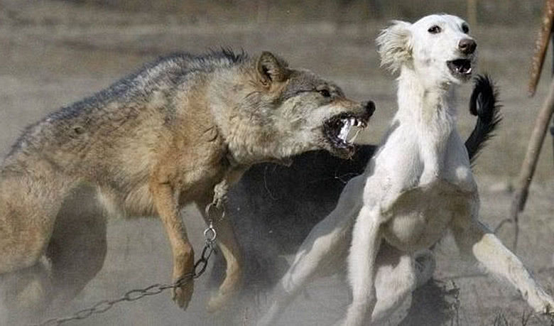 凶猛残忍的狼也有天敌?专家的话让人意外,没想到凶手竟是"它"