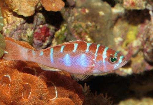 享有"鱼中贵族"之称的鲔鱼,全世界的人都喜欢吃,营养价值很高