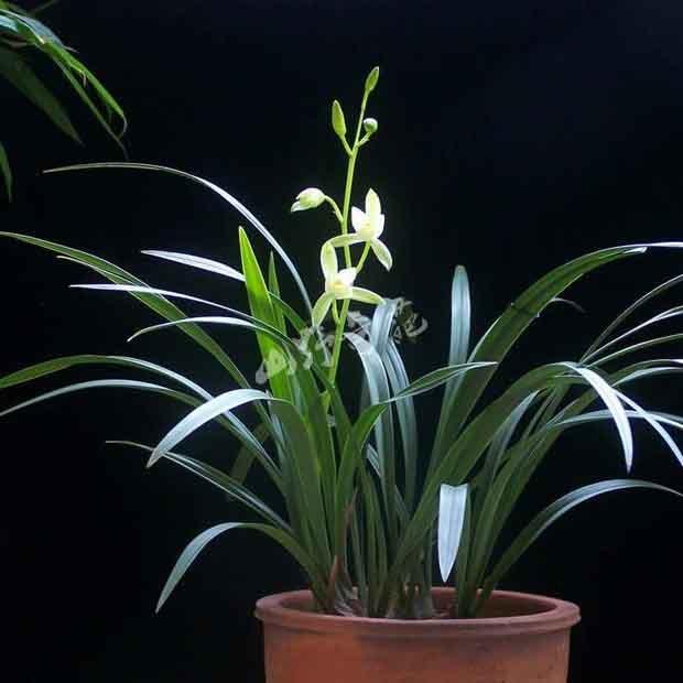 清新兰花盆景家里养最怕根部没养好怎么防止兰烂根你会吗