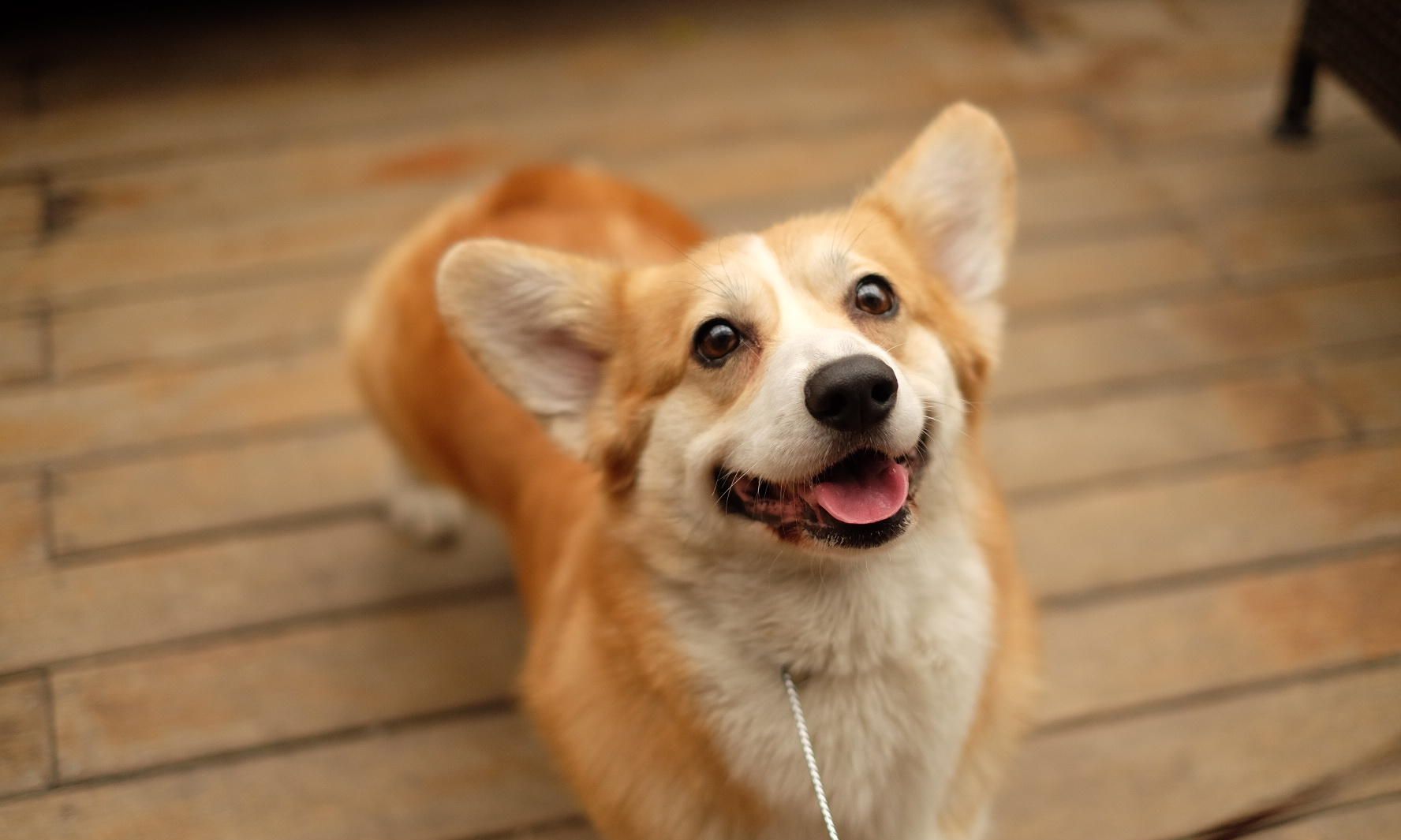 狗狗|柯基|狗粮_新浪新闻