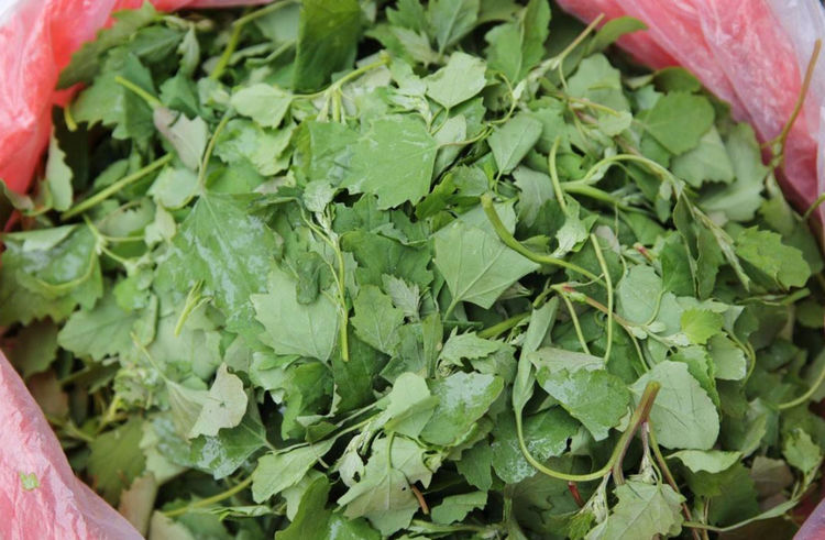 此野菜促进儿童生长,却不爱吃?别凉拌,做成水饺,再也不说no