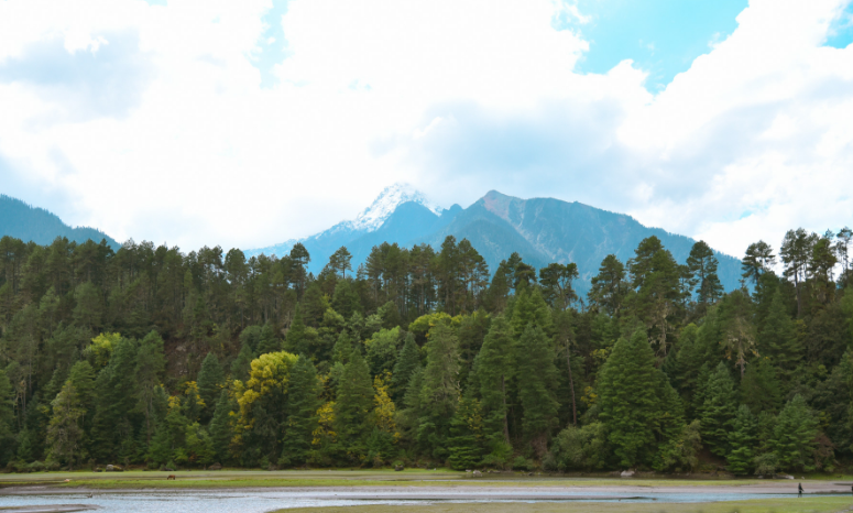 波密岗乡衫林,中国最美十大森林之一,美到极致,不输瑞士风光
