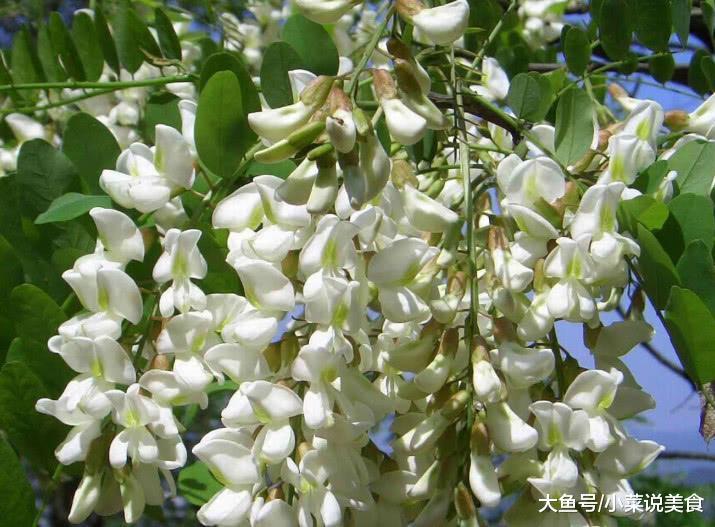 春天到了之后,农村人最爱吃的三样野花,错过了还得再等一年