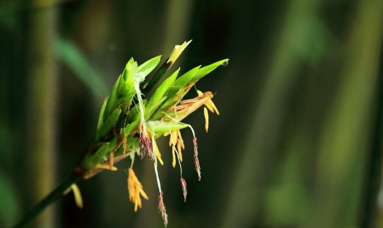 农村俗语铁树开花哑巴说话竹子开花马上搬家真是这样